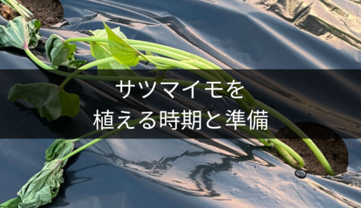 【初心者向け】サツマイモの最適な植え付け時期と５つの事前準備