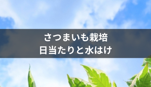 【初心者向け】家庭菜園でサツマイモ栽培！日当たりと水はけで成長に差は出る？