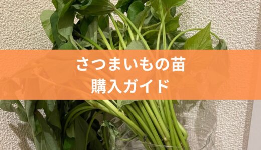 サツマイモの苗はどこで買う？初心者向け購入ガイド